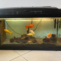 Acquario