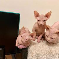 Cuccioli di Canadian Sphynx