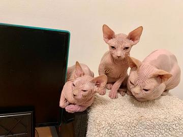 Cuccioli di Canadian Sphynx