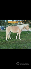 Haflinger castrone