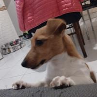 Jack Russel