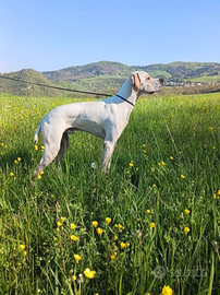 Pointer inglese