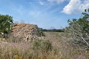 Terreno Agricolo Sannicola [Cod. rif 3235316VRG]