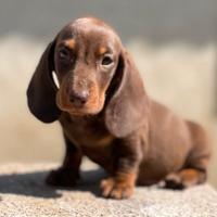 Cuccioli bassotto nani/kaninchen a pelo corto