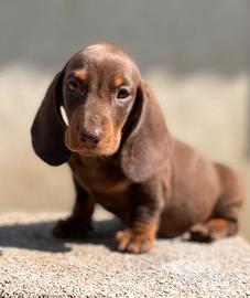 Cuccioli bassotto nani/kaninchen a pelo corto