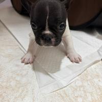 Cuccioli di bulldog francese