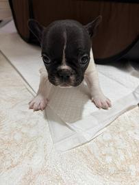 Cuccioli di bulldog francese