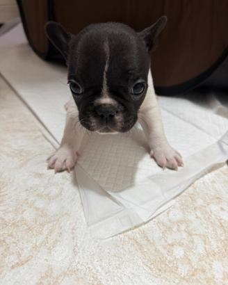 Cuccioli di bulldog francese
