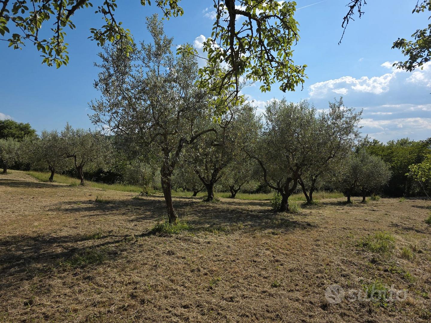 Terreno Agricolo con Uliveto -Comune Isernia - Vista 5