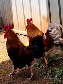 Galline nane ornamentali