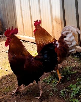 Galline nane ornamentali