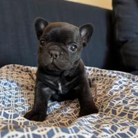 Cuccioli bulldog francese taglia piccola