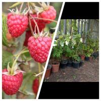 lamponi rifiorenti 4=5 anni ritiro in giornata 