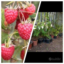 lamponi rifiorenti 4=5 anni ritiro in giornata 