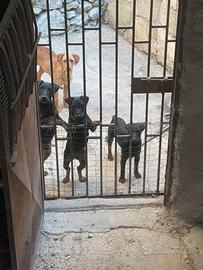 Jagd terrier