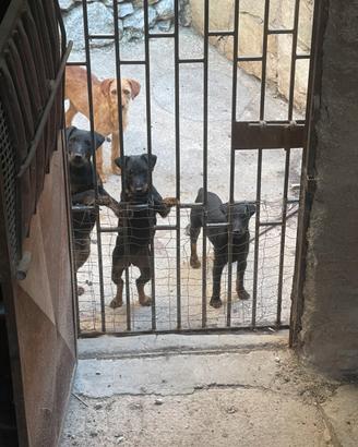 Jagd terrier