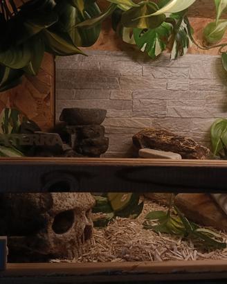 Rettilario + accessori + serpente del grano