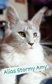 Maine Coon con pedigree