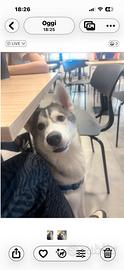 Siberian Husky