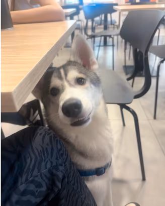 Siberian Husky