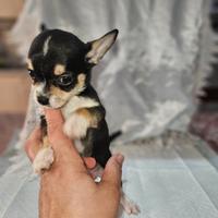 Chihuahua tricolore toy