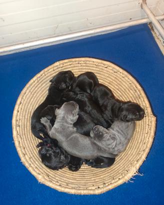Cuccioli Cane Corso