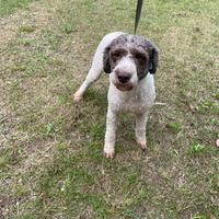 Cane da tartufo femmina