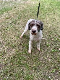 Cane da tartufo femmina