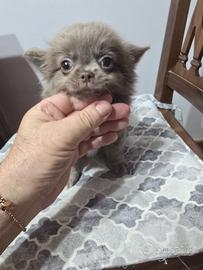 Cuccioli chihuahua