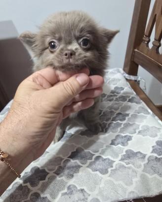 Cuccioli chihuahua