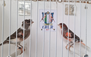 Coppia di arlecchino portoghese