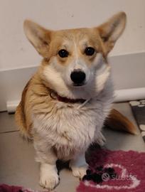 Welsh Corgi Pembroke
