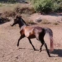 Cavallino sardo