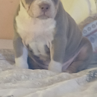 American bully