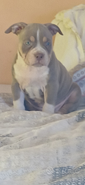 American bully