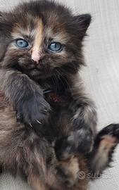 Gattine femmine simil siberiane