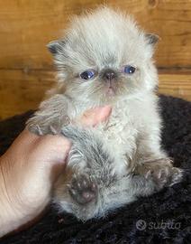 Gattino persiano ipertipico
