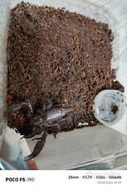 Scorpioni Heterometrus sub adulto