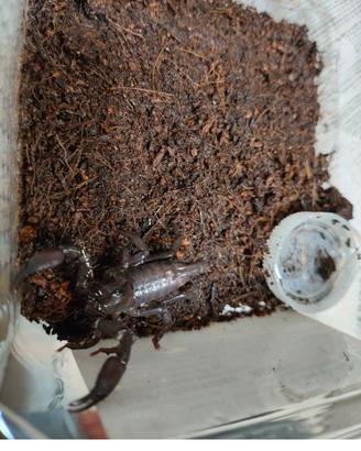 Scorpioni Heterometrus sub adulto