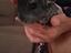 Immagine 5