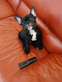 Vendita bulldog