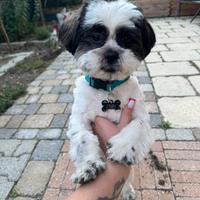 Shihtzu Maschio