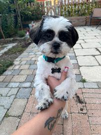 Shihtzu Maschio