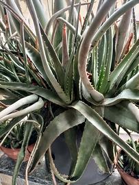 splendide piante di aloe vera 