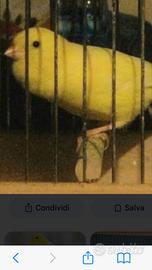 Canarino da canto malinois