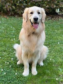 Monta Golden retriever