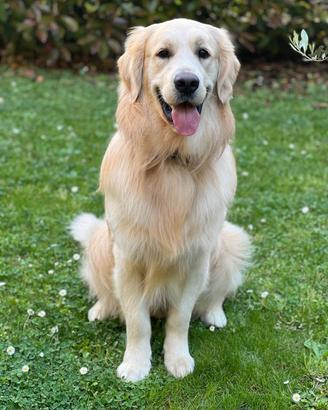 Monta Golden retriever