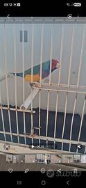Diamanti di gould