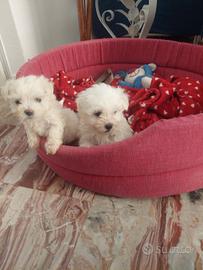 Cuccioli maltesini