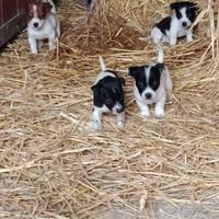 Cuccioli jack russel